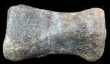 Hadrosaur Toe Bone - Alberta (Disposition #-) #71673-2